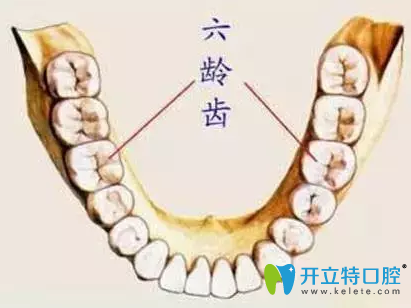 石家莊三博口腔六齡齒示意圖