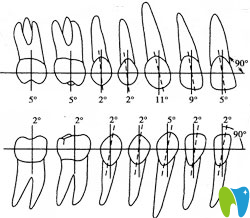 牙齒近、遠(yuǎn)中傾斜范圍