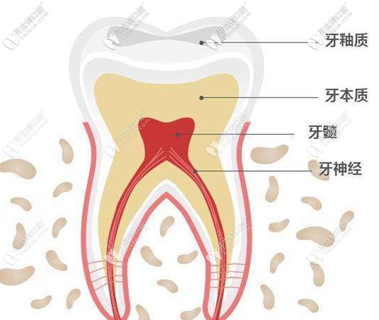 牙齒的結(jié)構(gòu)示意圖