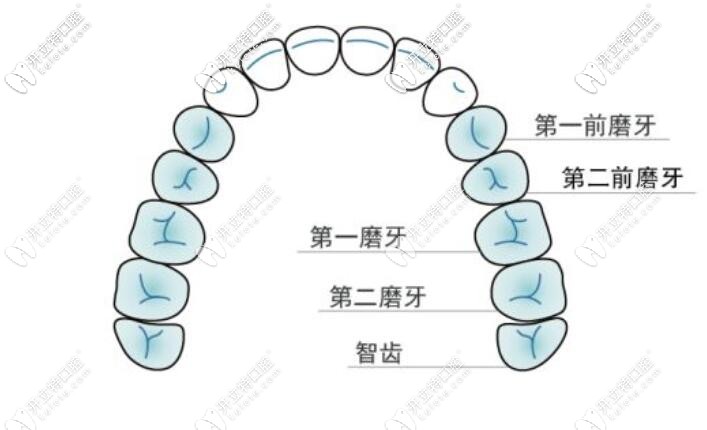 牙齒的位置