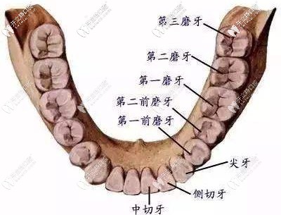 牙齒的第二磨牙在什么位置