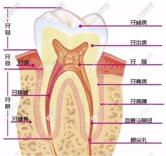 門牙牙齒摔斷了如果不能接上,樹脂補(bǔ)牙和嵌體修復(fù)這樣選