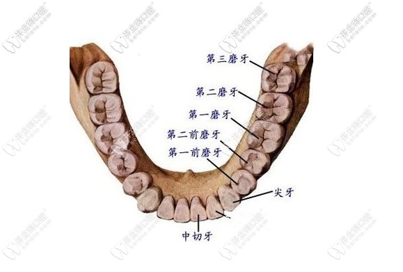 立世牙圖片