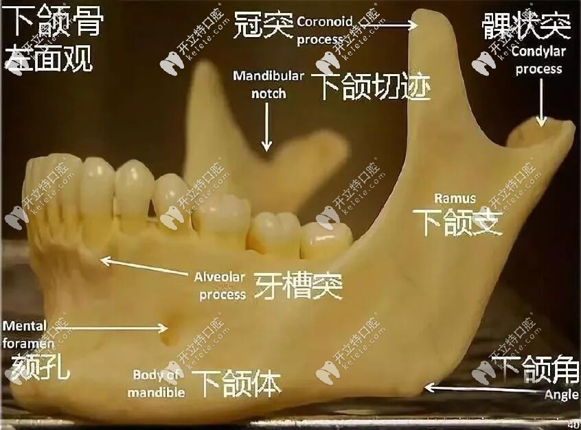 人臉下部結構圖示
