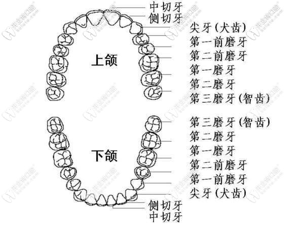 牙齒的結構分布圖