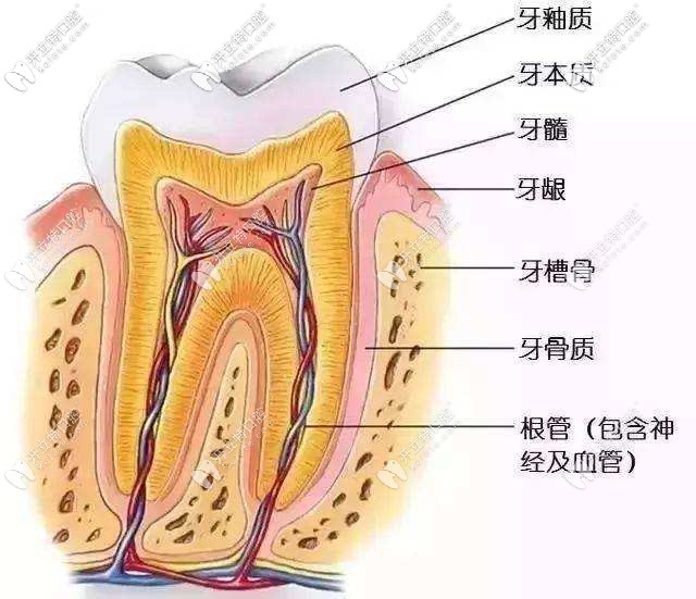 牙齒的解剖圖
