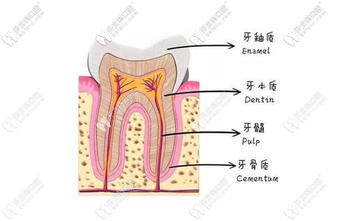 牙齒的構(gòu)造圖