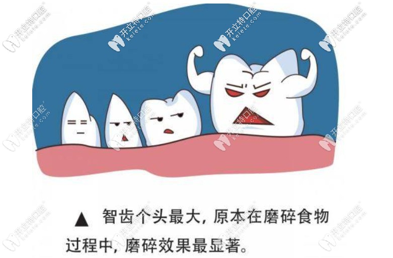 牙齒修復(fù)
