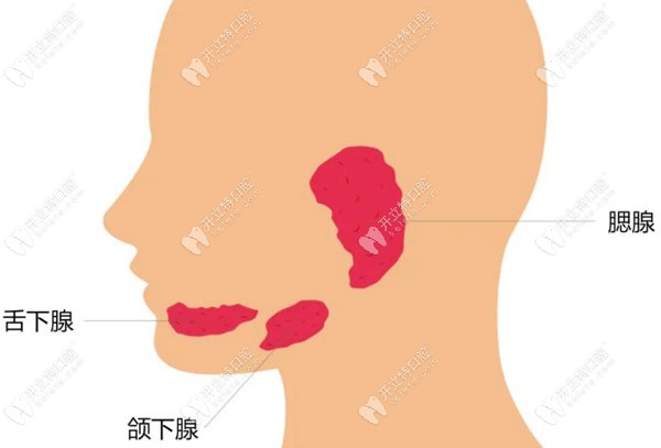 口腔內(nèi)分布著三大涎腺（唾液腺），是腮腺、頜下腺和舌下腺